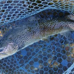 暑い！ ～フィシングパーク高島の泉～